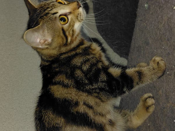 BOOBA chaton