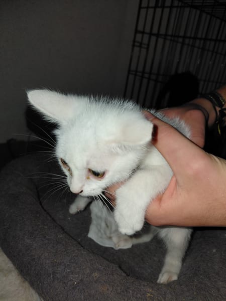 COCO CHATON BLANC