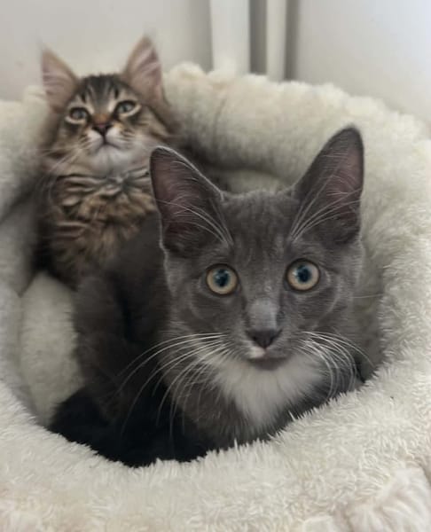 BIOUL ET BIOULA A ADOPTER ENSEMBLE