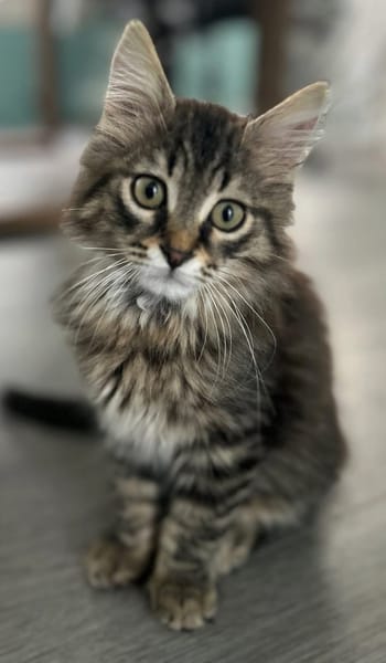 BIOUL ET BIOULA A ADOPTER ENSEMBLE