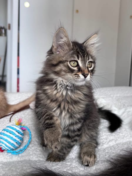BIOUL ET BIOULA A ADOPTER ENSEMBLE