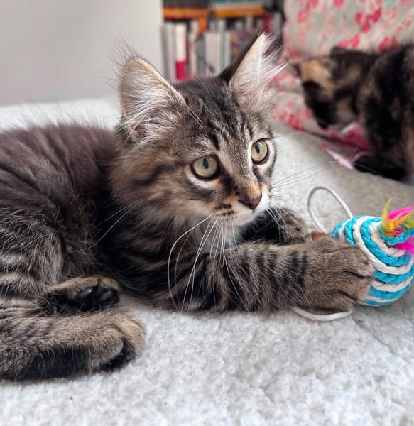 BIOUL ET BIOULA A ADOPTER ENSEMBLE