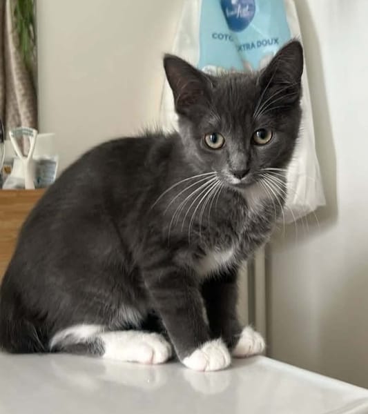 BIOUL ET BIOULA A ADOPTER ENSEMBLE