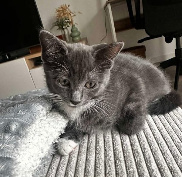 BIOUL ET BIOULA A ADOPTER ENSEMBLE