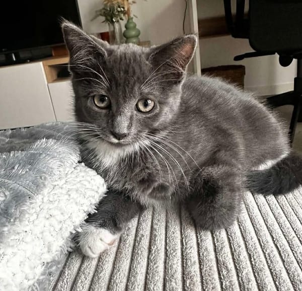 BIOUL ET BIOULA A ADOPTER ENSEMBLE