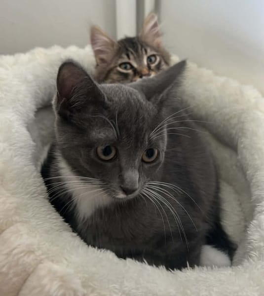 BIOUL ET BIOULA A ADOPTER ENSEMBLE
