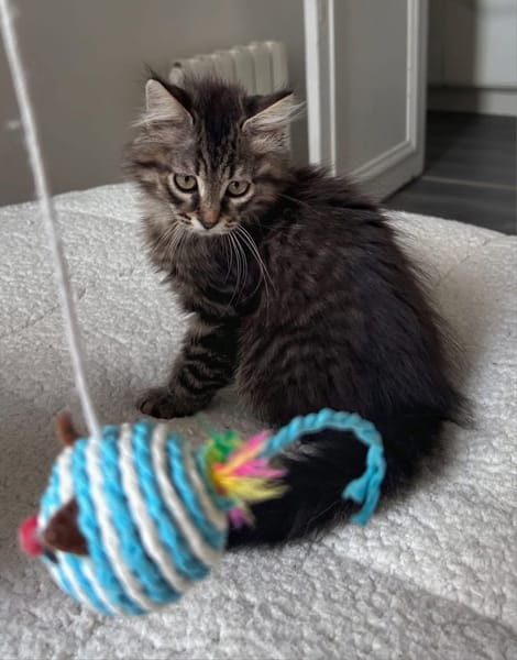 BIOUL ET BIOULA A ADOPTER ENSEMBLE
