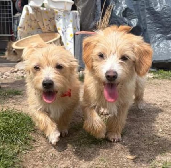 Rosi & Roxi suchen zusammen