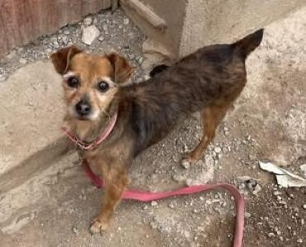 FAYE - auf Pflegestelle in Ulm/Günzburg!