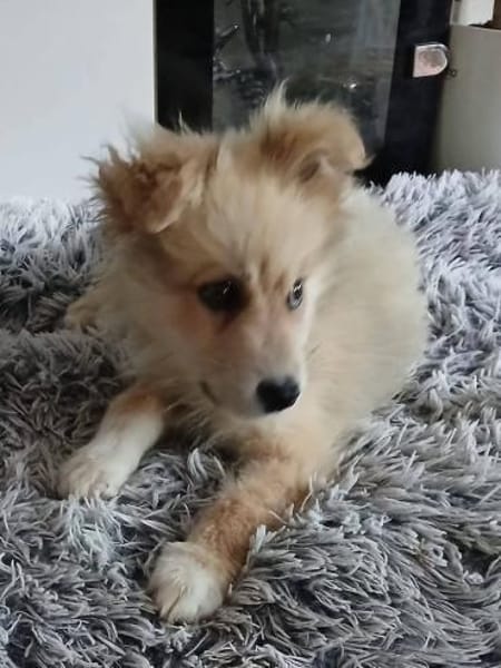 Süßer Archie🌺sucht liebevolles Zuhause