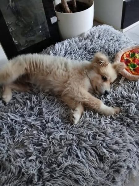 Süßer Archie🌺sucht liebevolles Zuhause