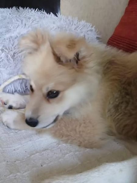 Süßer Archie🌺sucht liebevolles Zuhause
