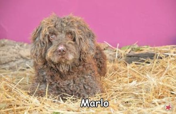 MARLO