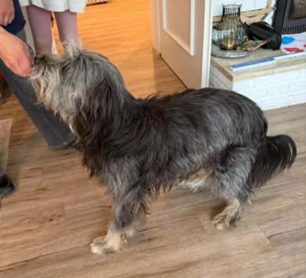 Schmusehund Helmut sucht neues Zuhause