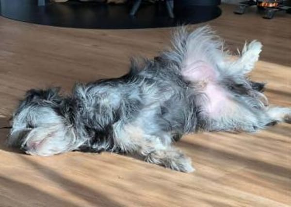Schmusehund Helmut sucht neues Zuhause