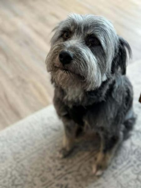 Schmusehund Helmut sucht neues Zuhause