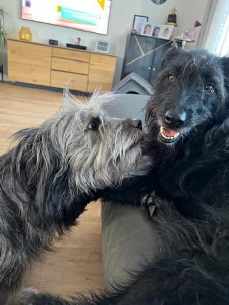 Schmusehund Helmut sucht neues Zuhause