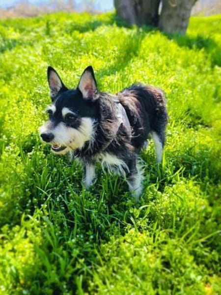 Schnauzer Mix Darko