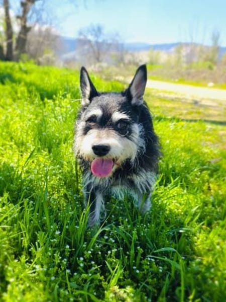 Schnauzer Mix Darko