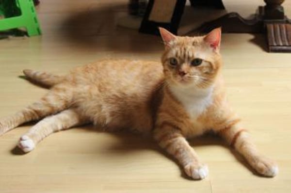 Schöner Kater mit Charakter sucht dich