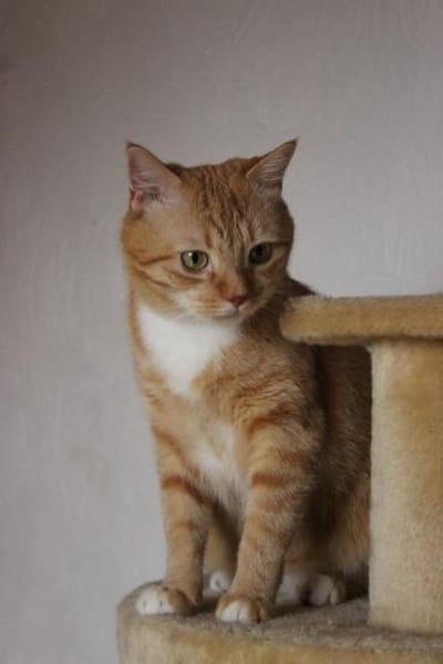 Schöner Kater mit Charakter sucht dich