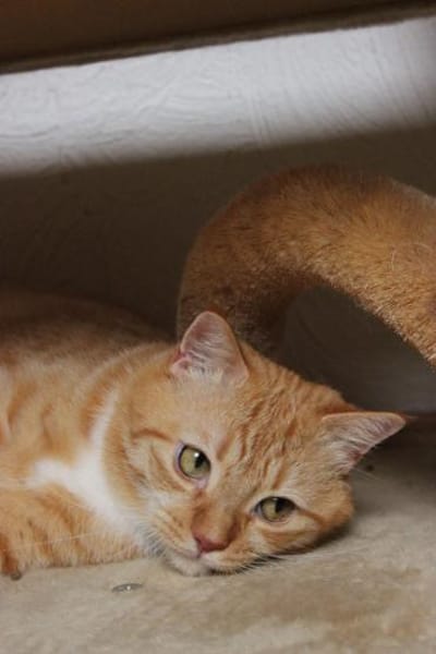 Schöner Kater mit Charakter sucht dich