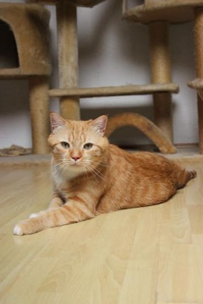Schöner Kater mit Charakter sucht dich