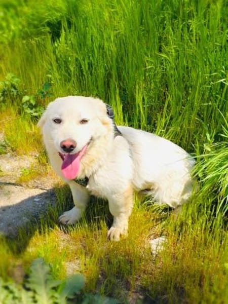 Didko ein kleiner Herzenshund