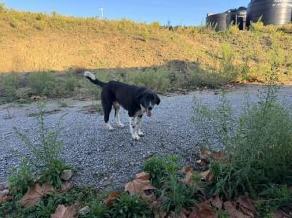 Mr. Big sucht seine Chance  vielleicht