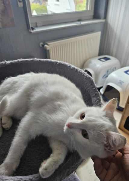 Freya