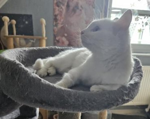 Freya