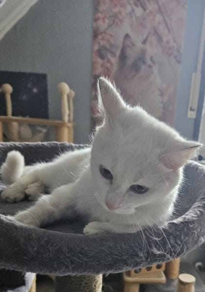Freya