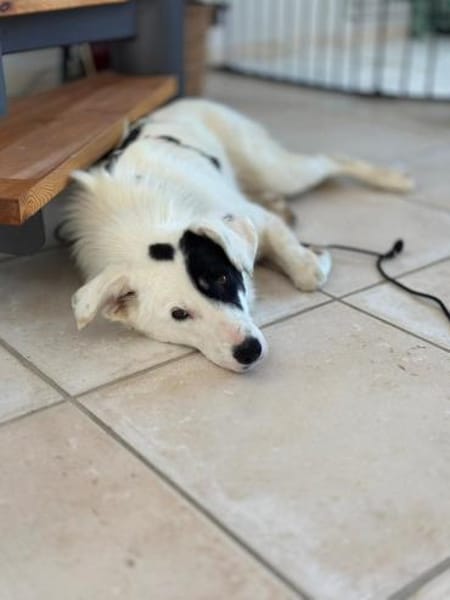 Oreo - hat ein großes Herz
