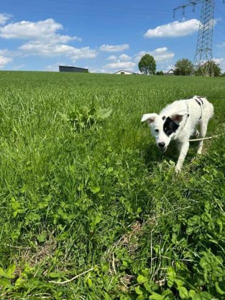 Oreo - hat ein großes Herz