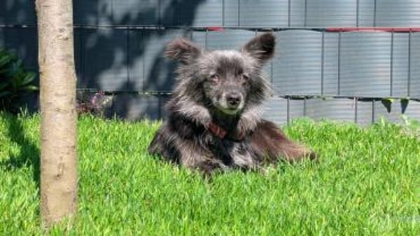 Süße Heidi ❤sucht liebevolles Heim