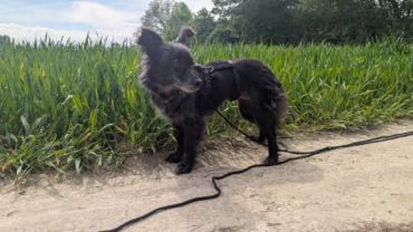 Süße Heidi ❤sucht liebevolles Heim