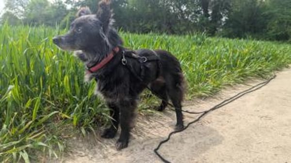 Süße Heidi ❤sucht liebevolles Heim