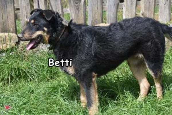 BETTI