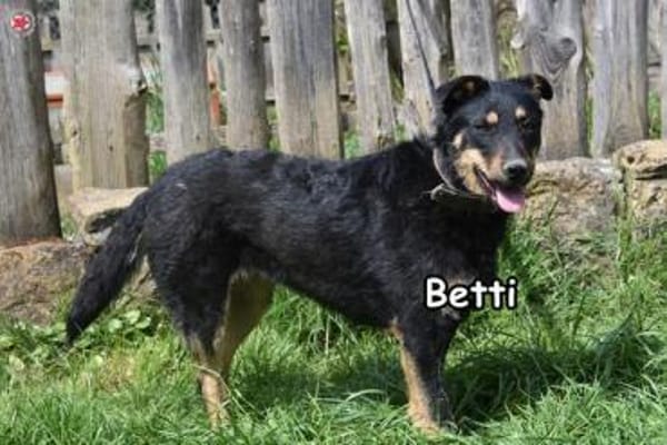 BETTI