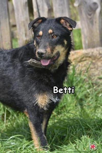BETTI