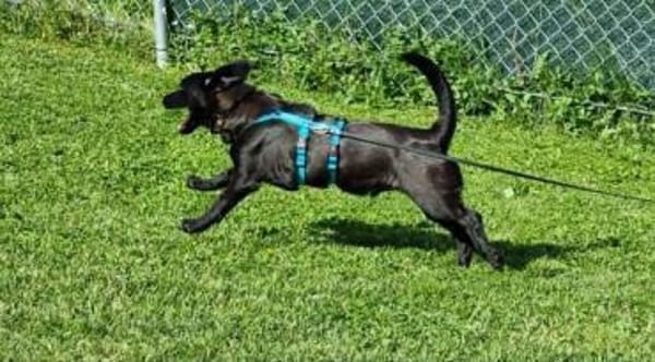 CHAPLIN -rundum tolles Hundekind-