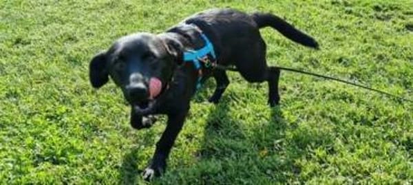 CHAPLIN -rundum tolles Hundekind-