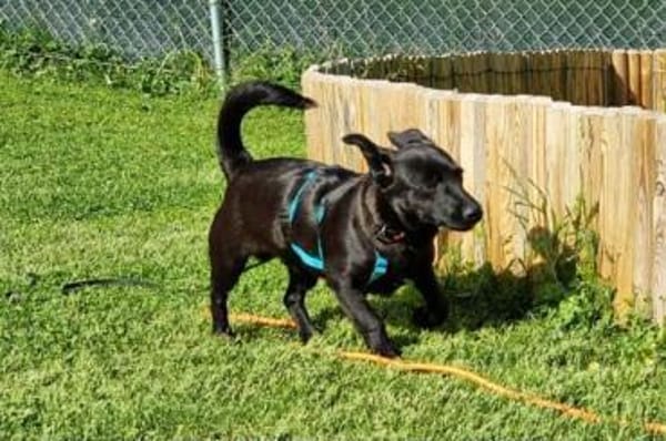 CHAPLIN -rundum tolles Hundekind-