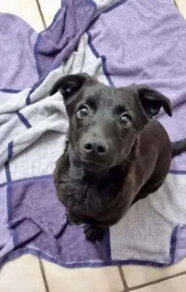 CHAPLIN -rundum tolles Hundekind-