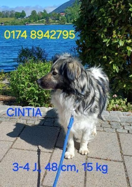 CINTIA  sucht liebevolles Zuhause