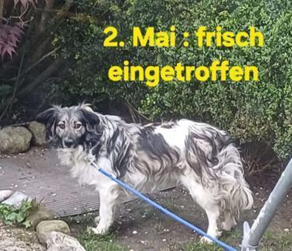 CINTIA  sucht liebevolles Zuhause