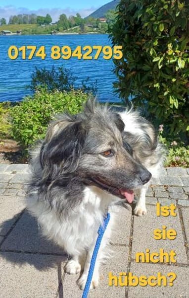 CINTIA  sucht liebevolles Zuhause