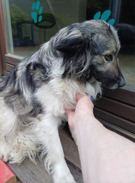 CINTIA  sucht liebevolles Zuhause