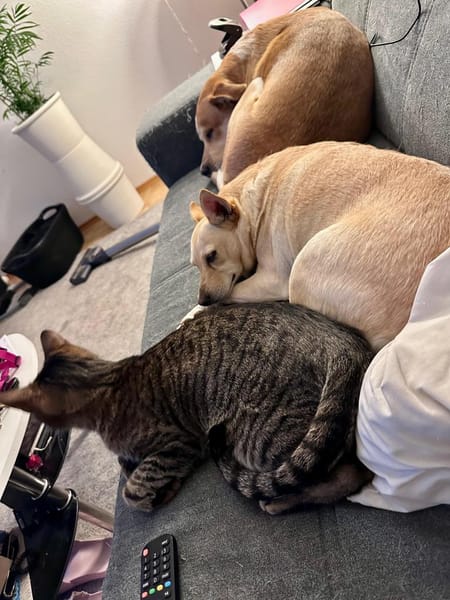 Die liebe Frieda sucht ihr Zuhause