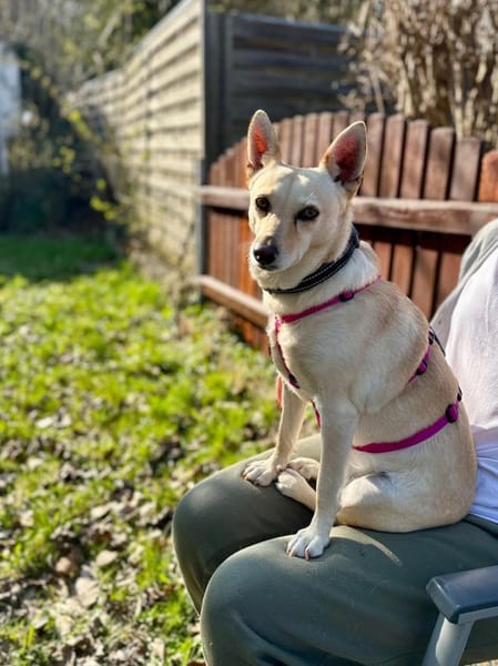 Die liebe Frieda sucht ihr Zuhause